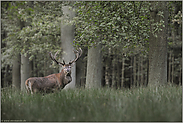 aufmerksamer Blick... Rothirsch *Cervus elaphus*