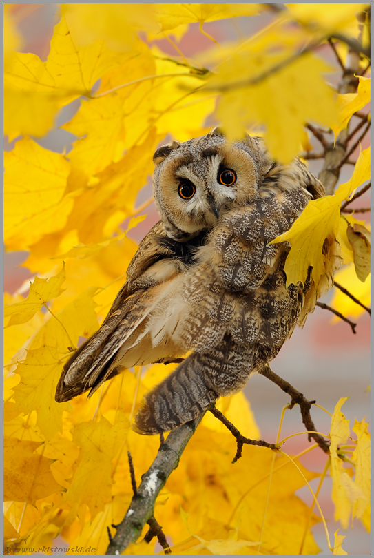 wer da... Waldohreule *Asio otus*