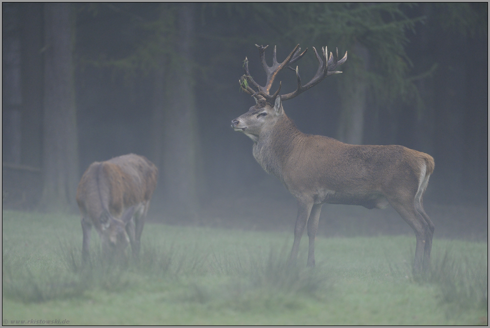 meins... Rothirsch *Cervus elaphus*