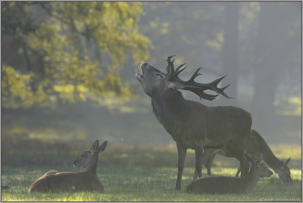 Idyll... Rotwildrudel *Cervus elaphus*