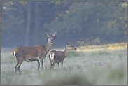 führend... Rotwild *Cervus elaphus*