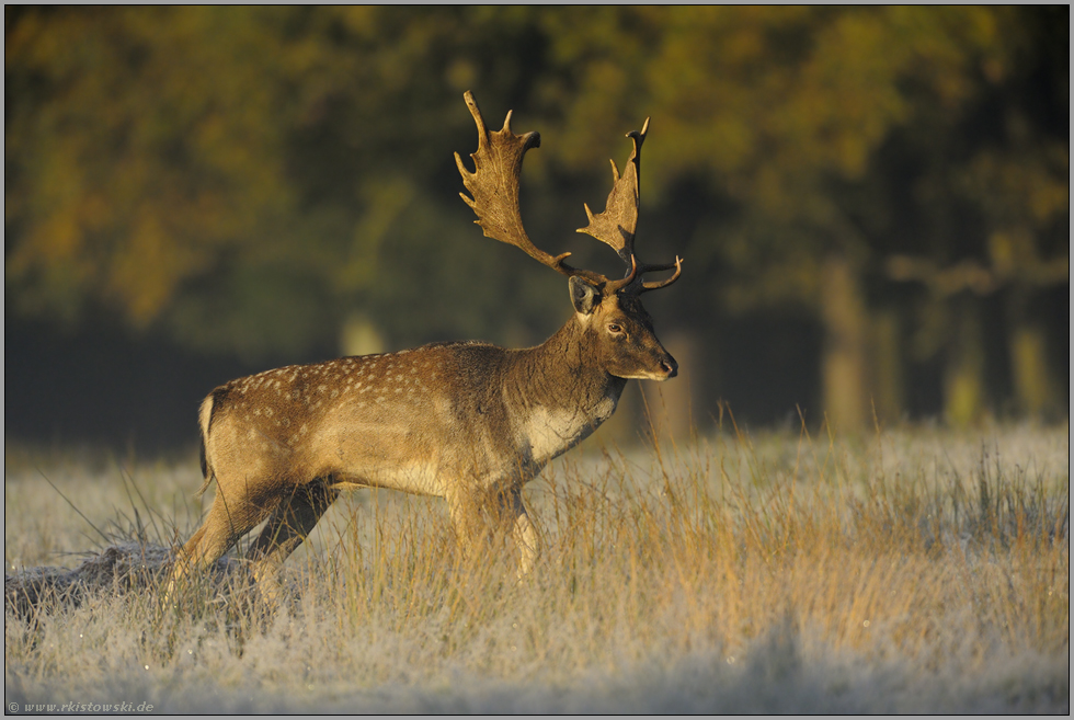 erster Frost... Damhirsch *Dama dama*