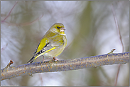 ruhiger Geselle... Grünfink *Carduelis chloris*