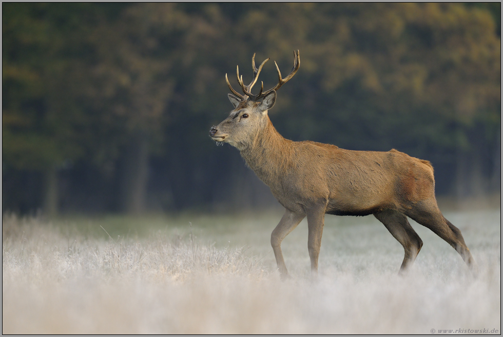 reifbedeckt... Rothirsch *Cervus elaphus*