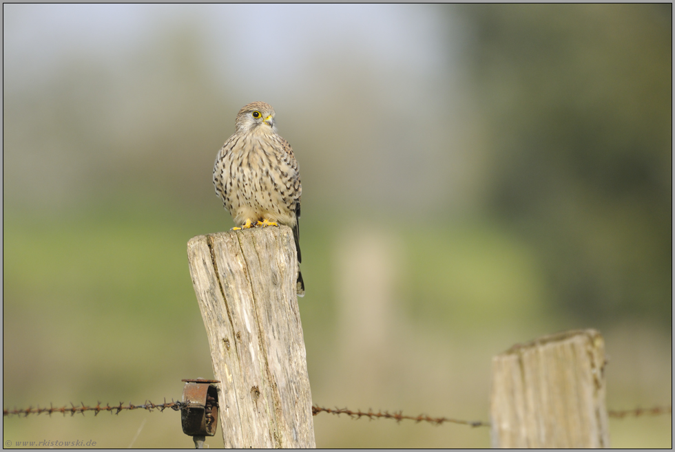 ca. 250 gr. schwer... Turmfalke *Falco tinnunculus*