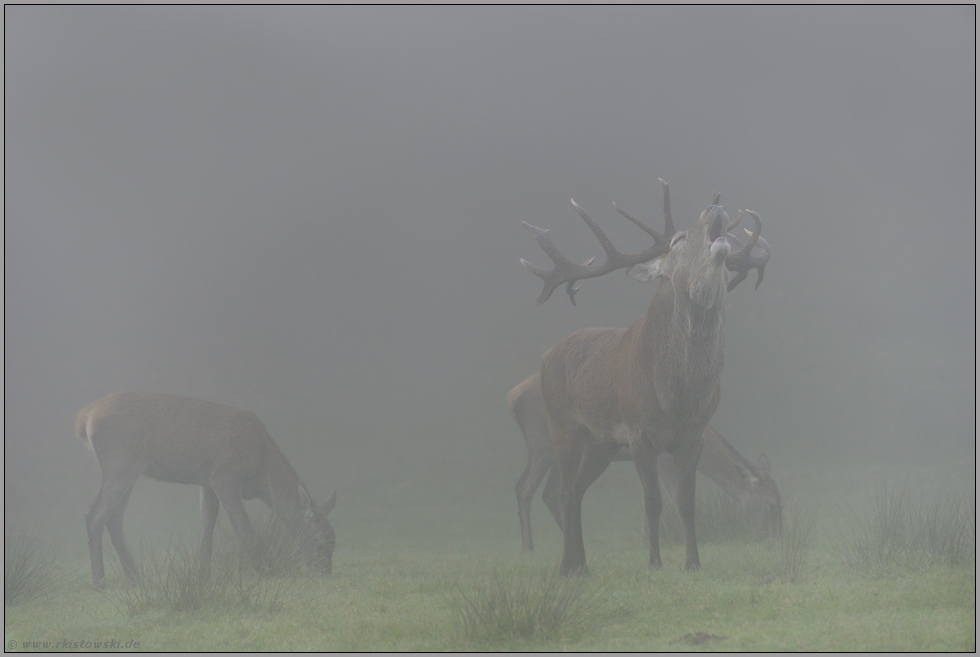 dicke Suppe... Rotwild *Cervus elaphus*