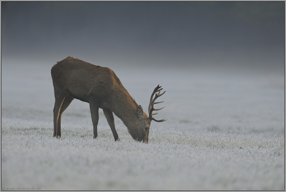 friedlich... Rothirsch *Cervus elaphus*