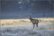 Freude... Rothirsch *Cervus elaphus*