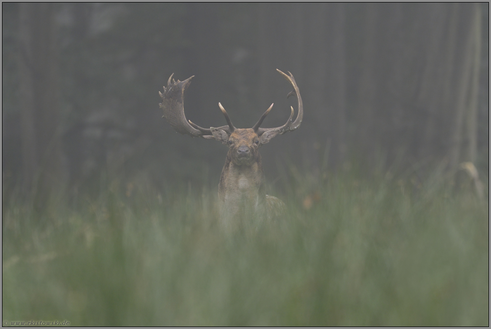 vorsichtiger Blick... Damhirsch *Dama dama*