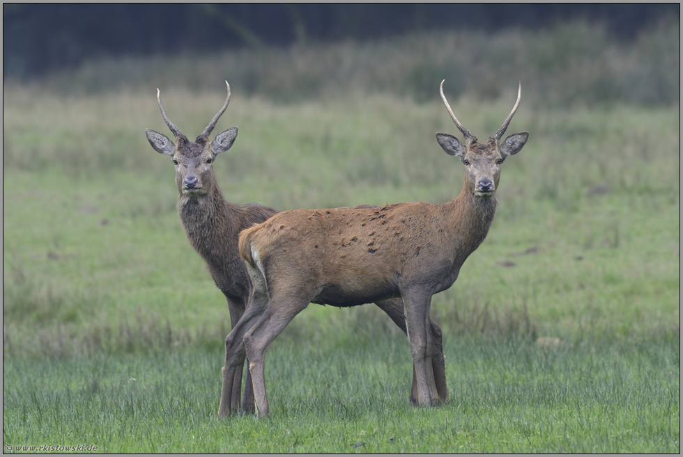 im Doppelpack... Rotspiesser *Cervus elaphus*