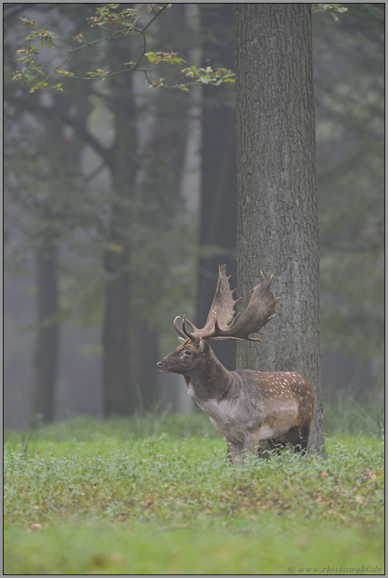 im Wald... Damschaufler *Dama dama*