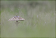 groß und stattlich... Riesenschirmpilz *Macrolepiota procera*