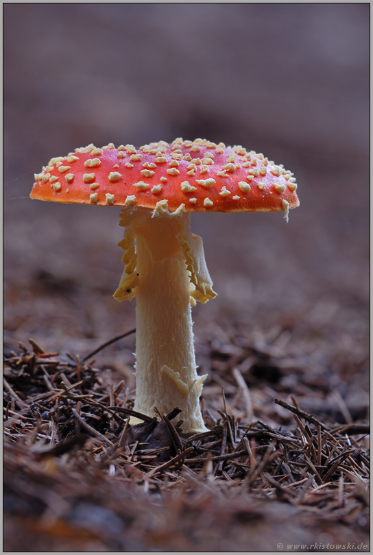 unverwechselbar... Fliegenpilz *Amanita muscaria*