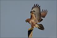 auf der Sitzwarte... Mäusebussard *Buteo buteo*