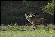 unverhofft kommt oft... Rothirsch *Cervus elaphus*