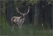 im Märchenwald... Damhirsch *Dama dama*