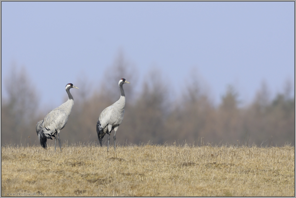 Paarbindung... Kranichvögel *Grus grus*