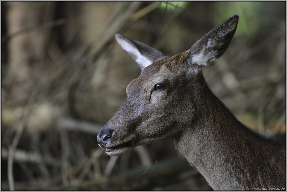 Kopfportrait... Rottier *Cervus elaphus*