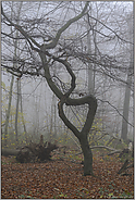 Herzensangelegenheit... Hainbuche *Carpinus betulus*