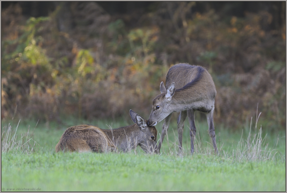 Zuneigung... Rotwild *Cervus elaphus*