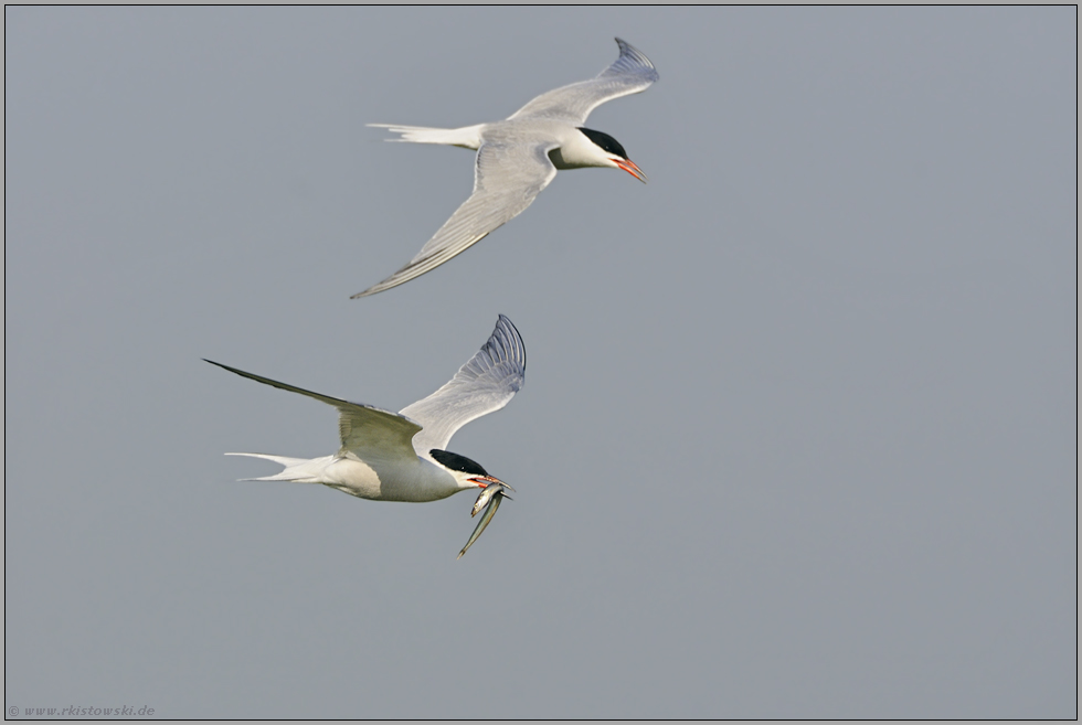 sie fliegen wieder... Flußseeschwalben *Sterna hirundo*