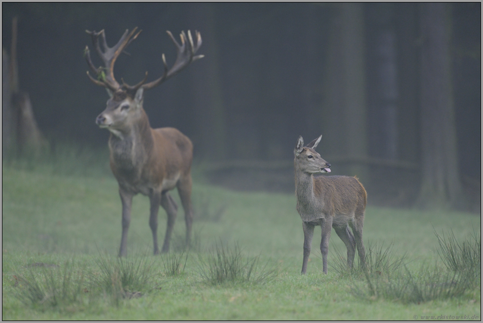 bäähhh... Rotwild *Cervus elaphus*
