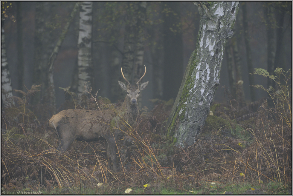 aufmerksam... Rothirsch *Cervus elaphus*