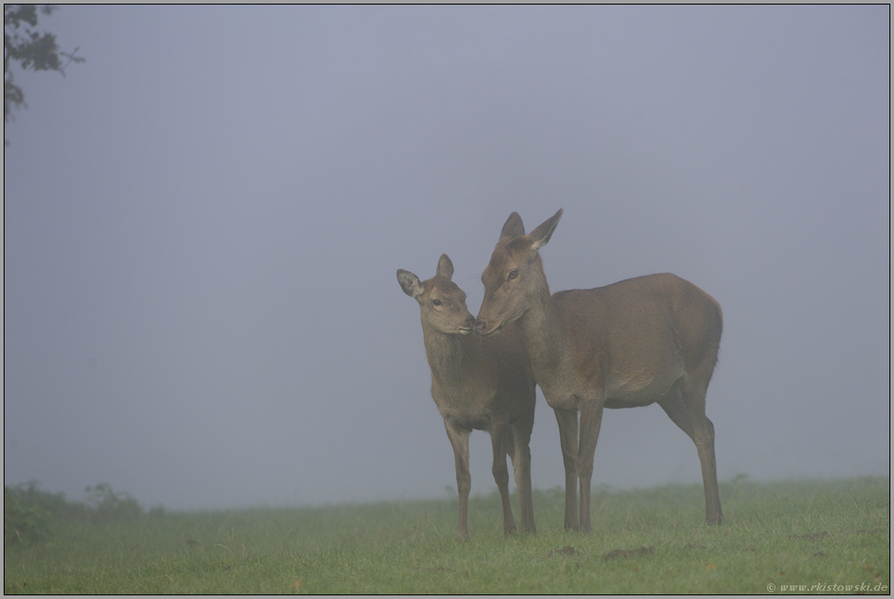 liebevoll... Rotwild *Cervus elaphus*