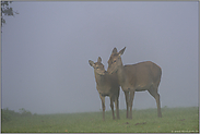 liebevoll... Rotwild *Cervus elaphus*