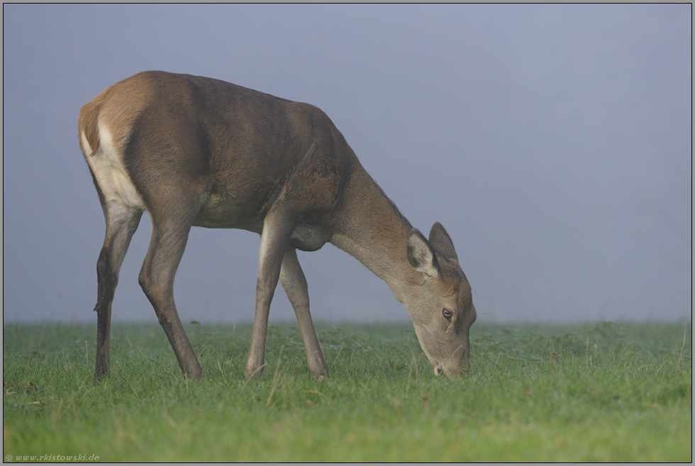 äsend... Rotwild *Cervus elaphus*