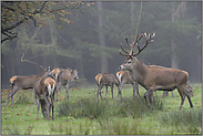 Herdentrieb... Rotwild *Cervus elaphus*