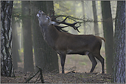 im Wald... Rothirsch *Cervus elaphus*