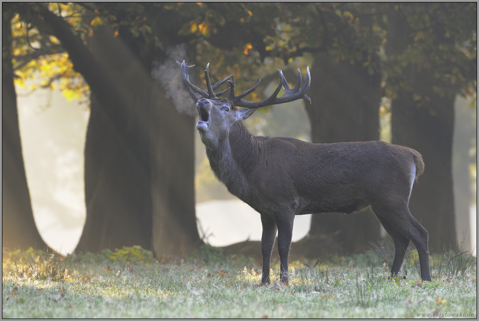 zur Brunftzeit... Rothirsch *Cervus elaphus*