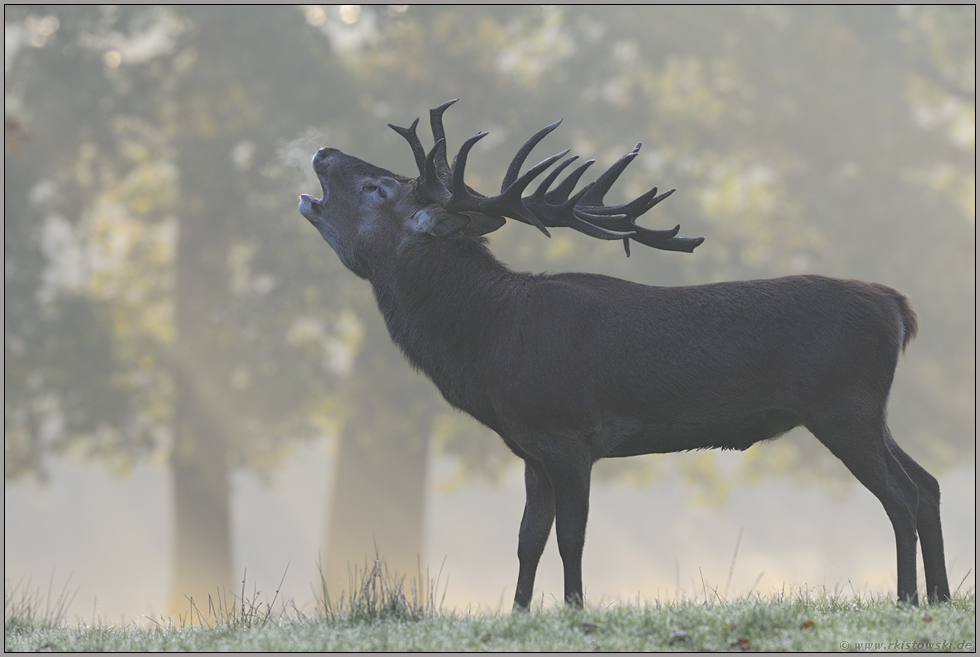 es werde Licht... Rothirsch *Cervus elaphus*