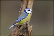 einzigartig in Europa ... Blaumeise *Cyanistes caeruleus*