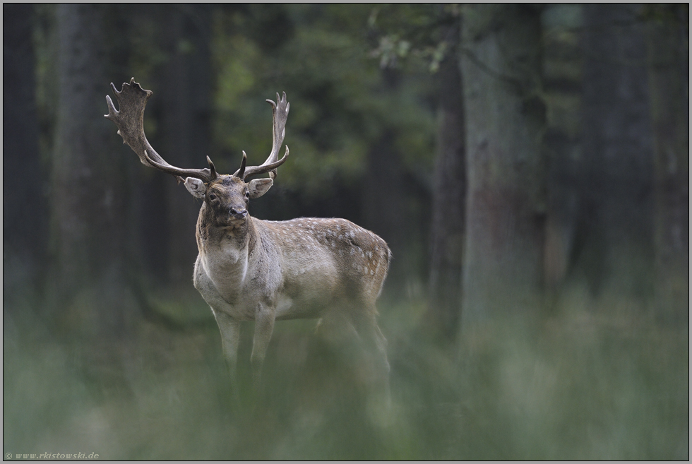 im Wald... Damhirsch *Dama dama*