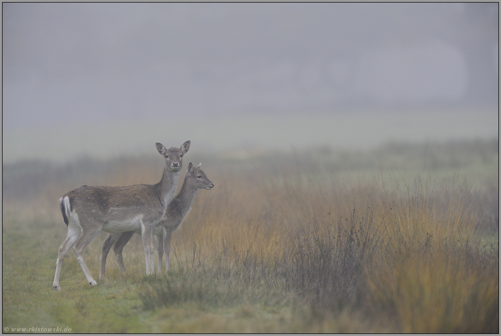 rechts vor links... Damwild *Dama dama*