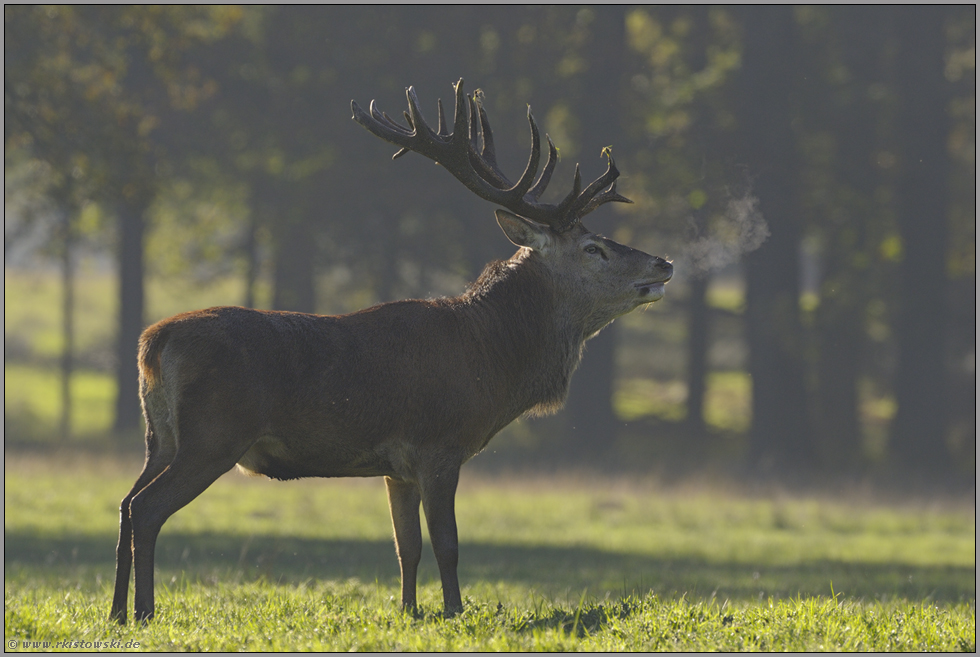 schnaubend... Rothirsch *Cervus elaphus*