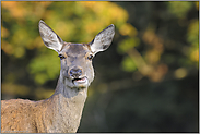 wiederkäuend... Rottier *Cervus elaphus*