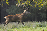 endlich Licht... Rothirsch *Cervus elaphus*