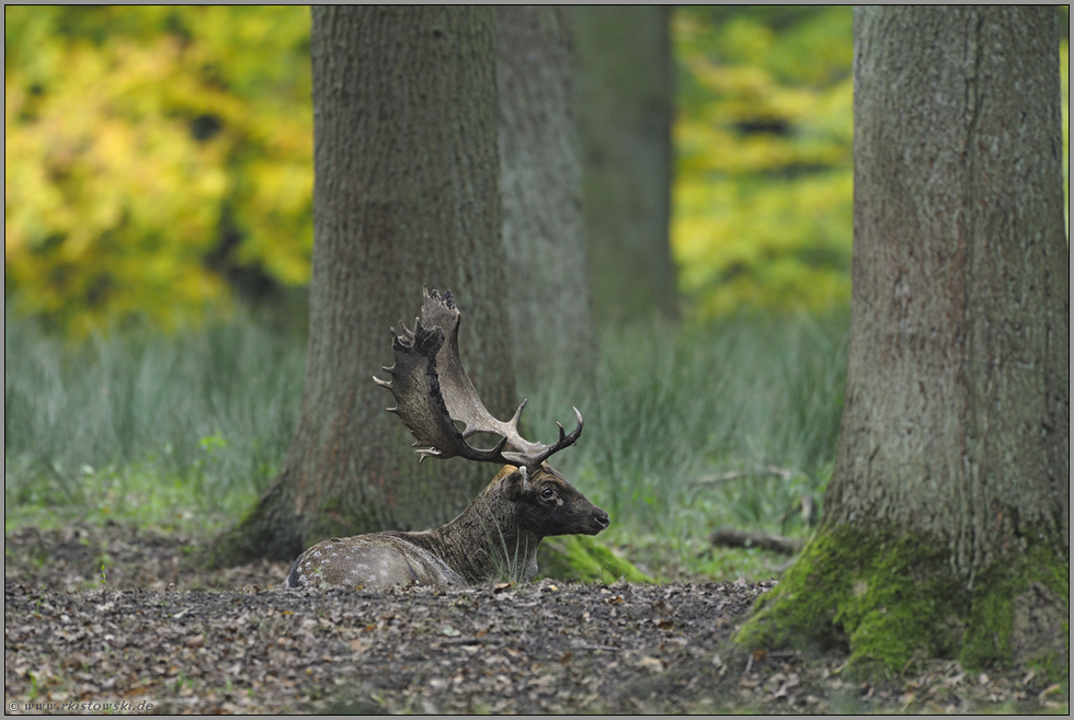 in der Brunftkuhle... Damhirsch *Dama dama*