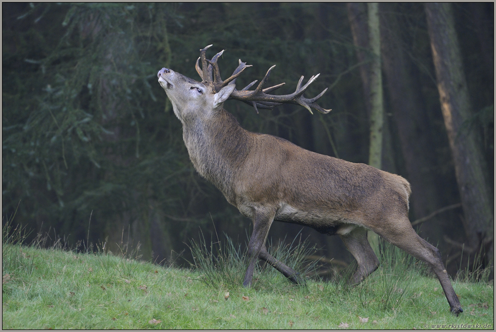 kraftvoll... Rothirsch *Cervus elaphus*