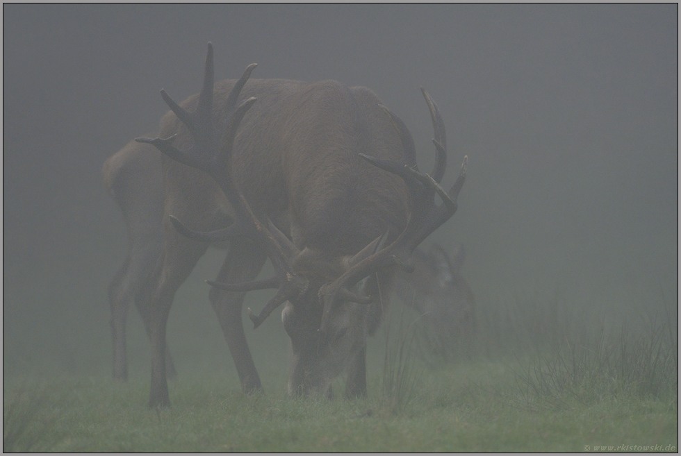 im Nebel... Rothirsch *Cervus elaphus*