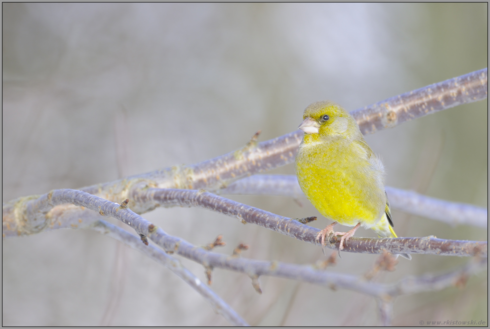 Farbtupfer... Grünfink *Carduelis chloris*