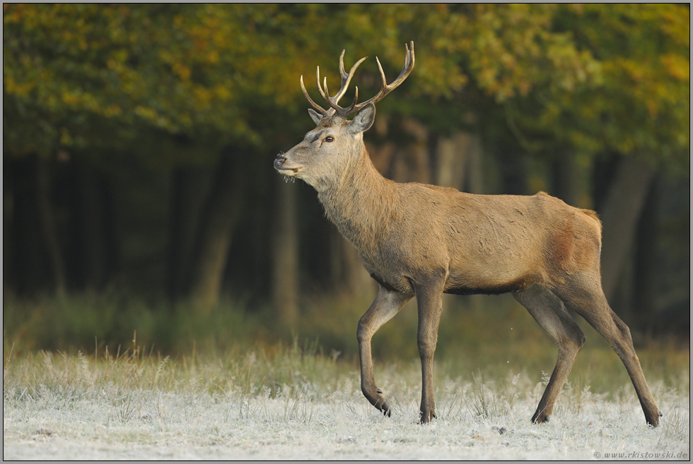 am Waldrand... Rothirsch *Cervus elaphus*