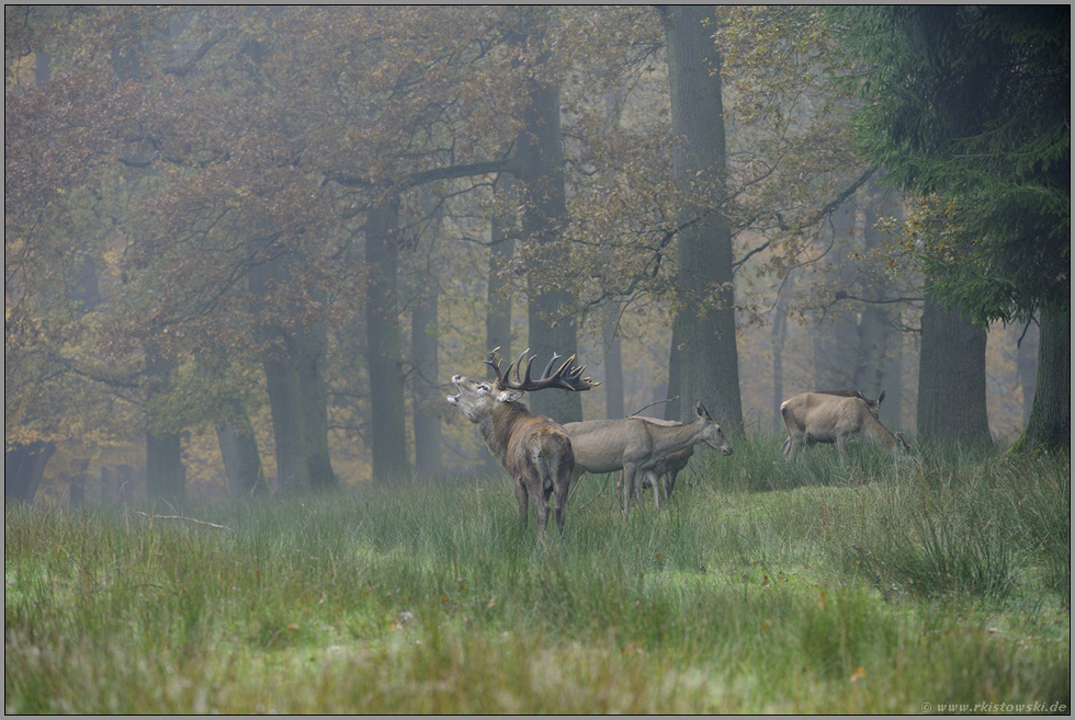 auf der Lichtung... Rotwildrudel *Cervus elaphus*