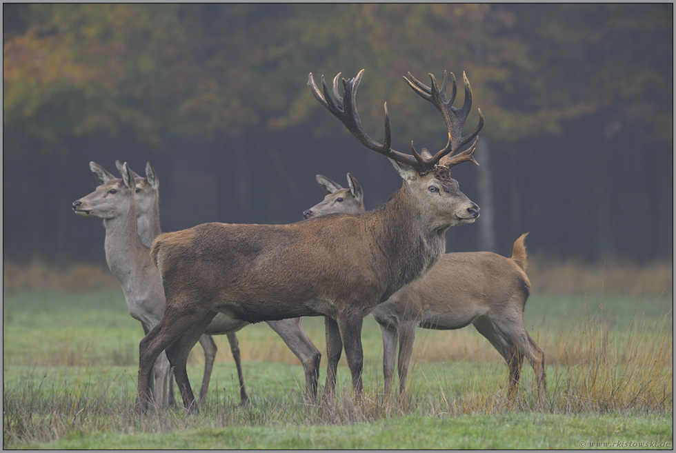 getrennte Wege... Rotwild *Cervus elaphus*