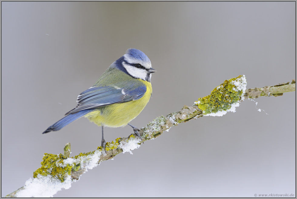 wehrhaft... Blaumeise *Cyanistes caeruleus*