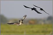 wilde Hatz... Mäusebussard *Buteo buteo*