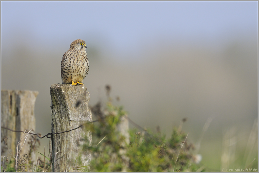 territorial veranlagt... Turmfalke *Falco tinnunculus*